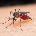 Mosquito Control in South Shore Cape Cod