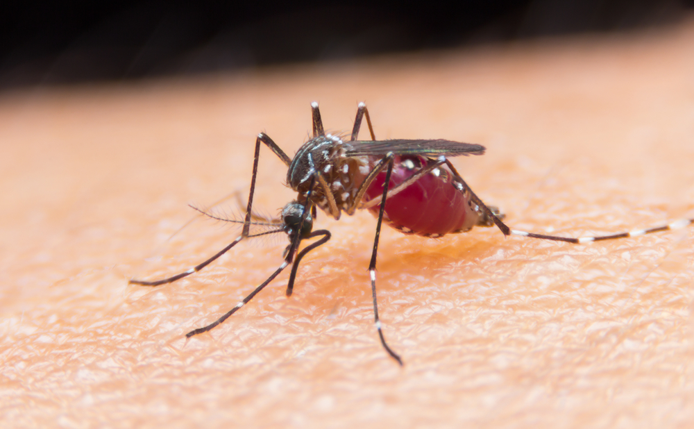 Mosquito Control in South Shore Cape Cod