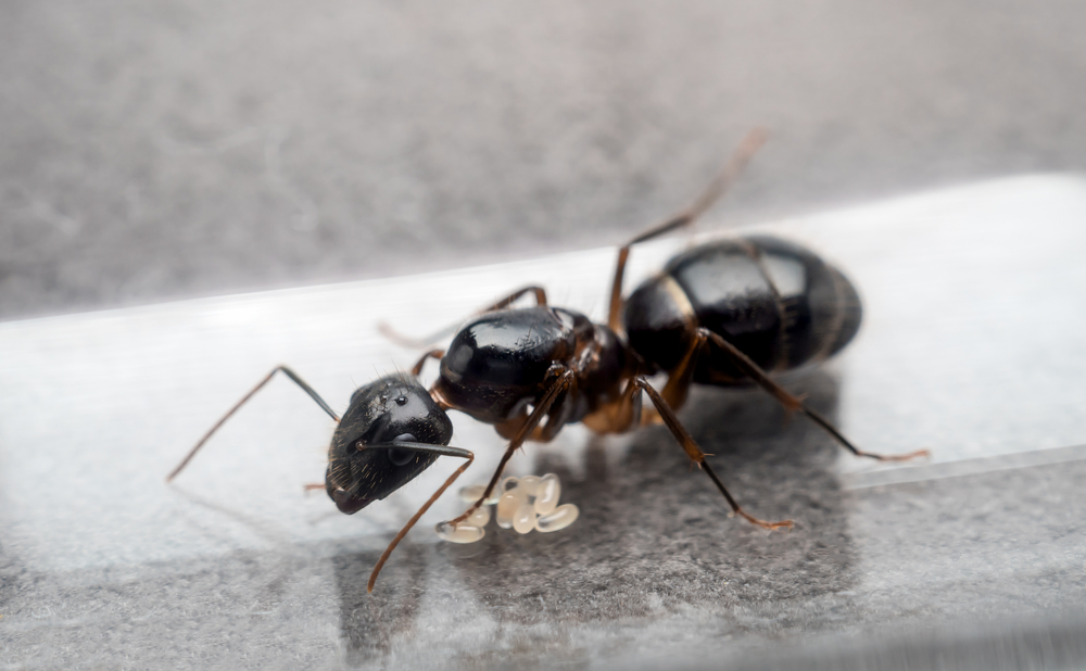 Carpenter Ants