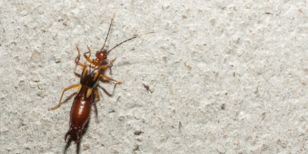 Earwig