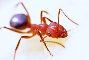 close up of ant