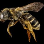 bee against black background