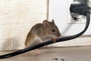 mouse chewing on wire