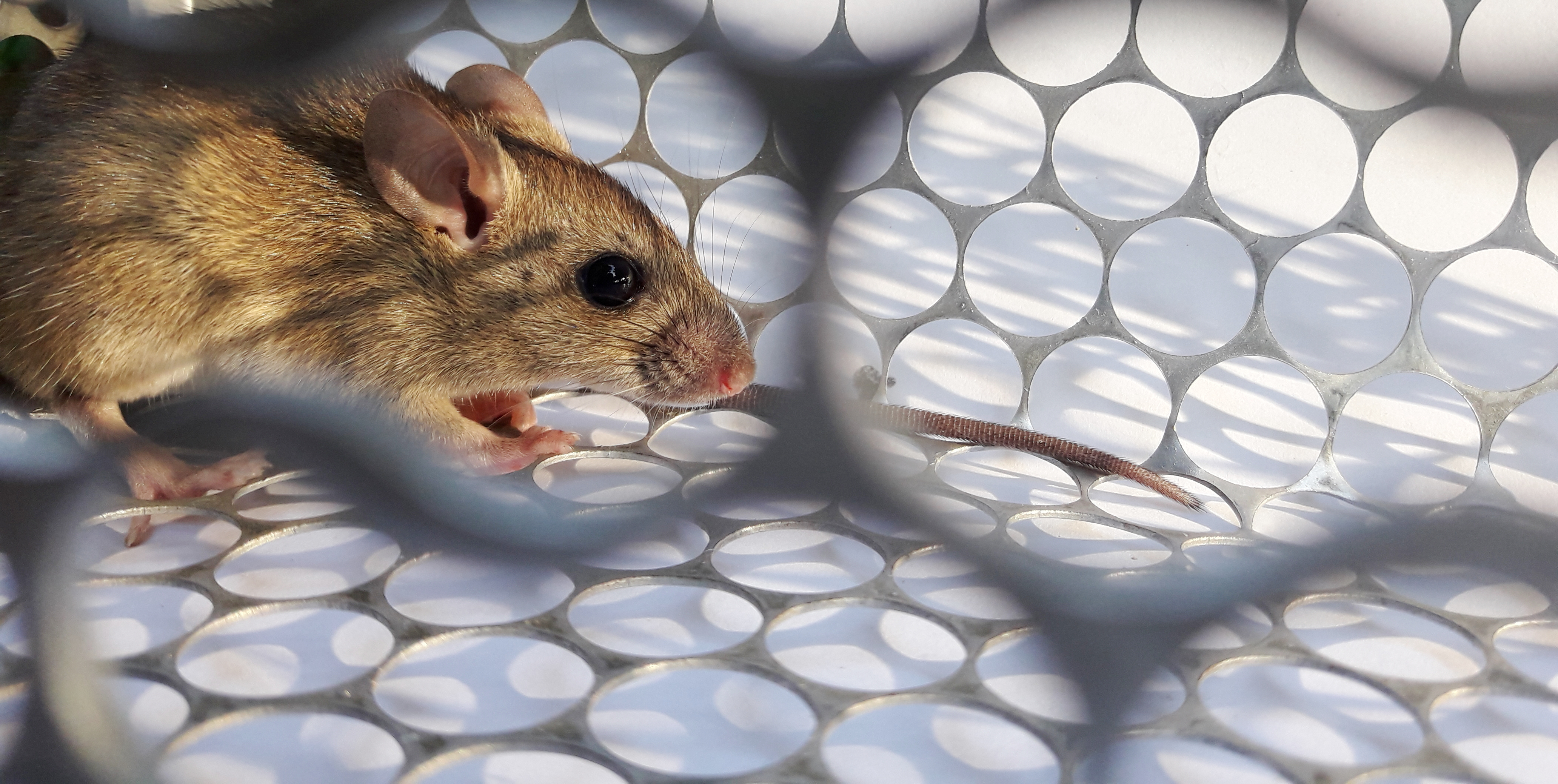 mouse trapped inside a trap