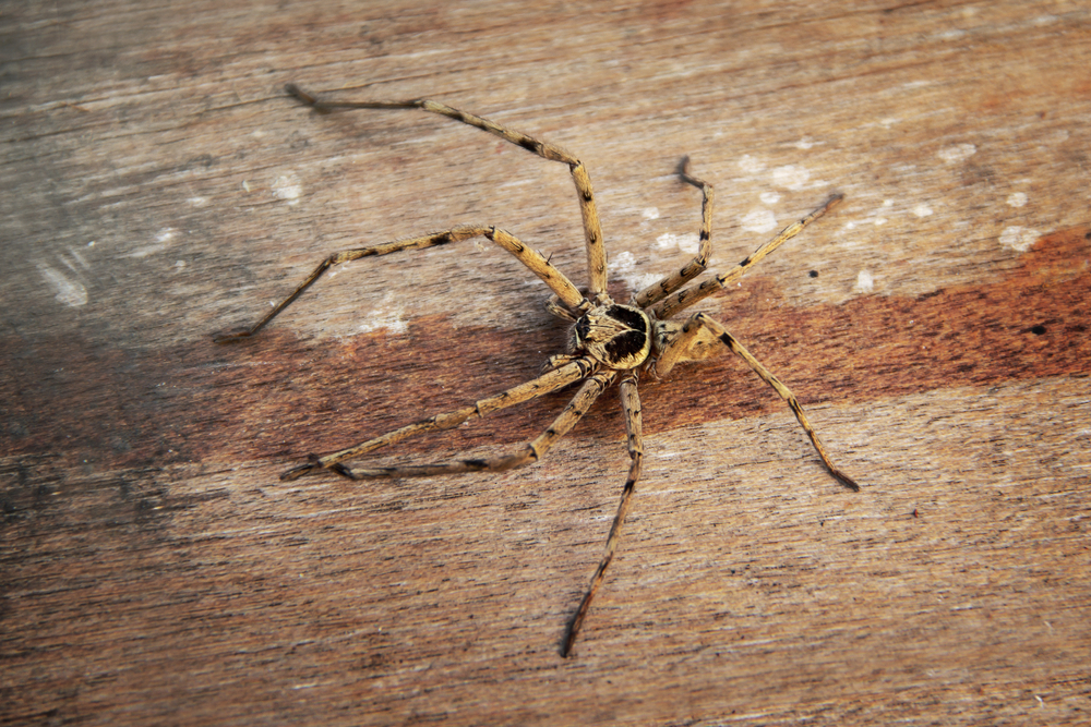 spider on wooden furniture
