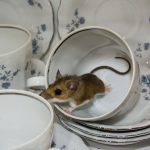 mouse in a teacup