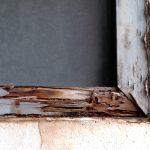 termite damage