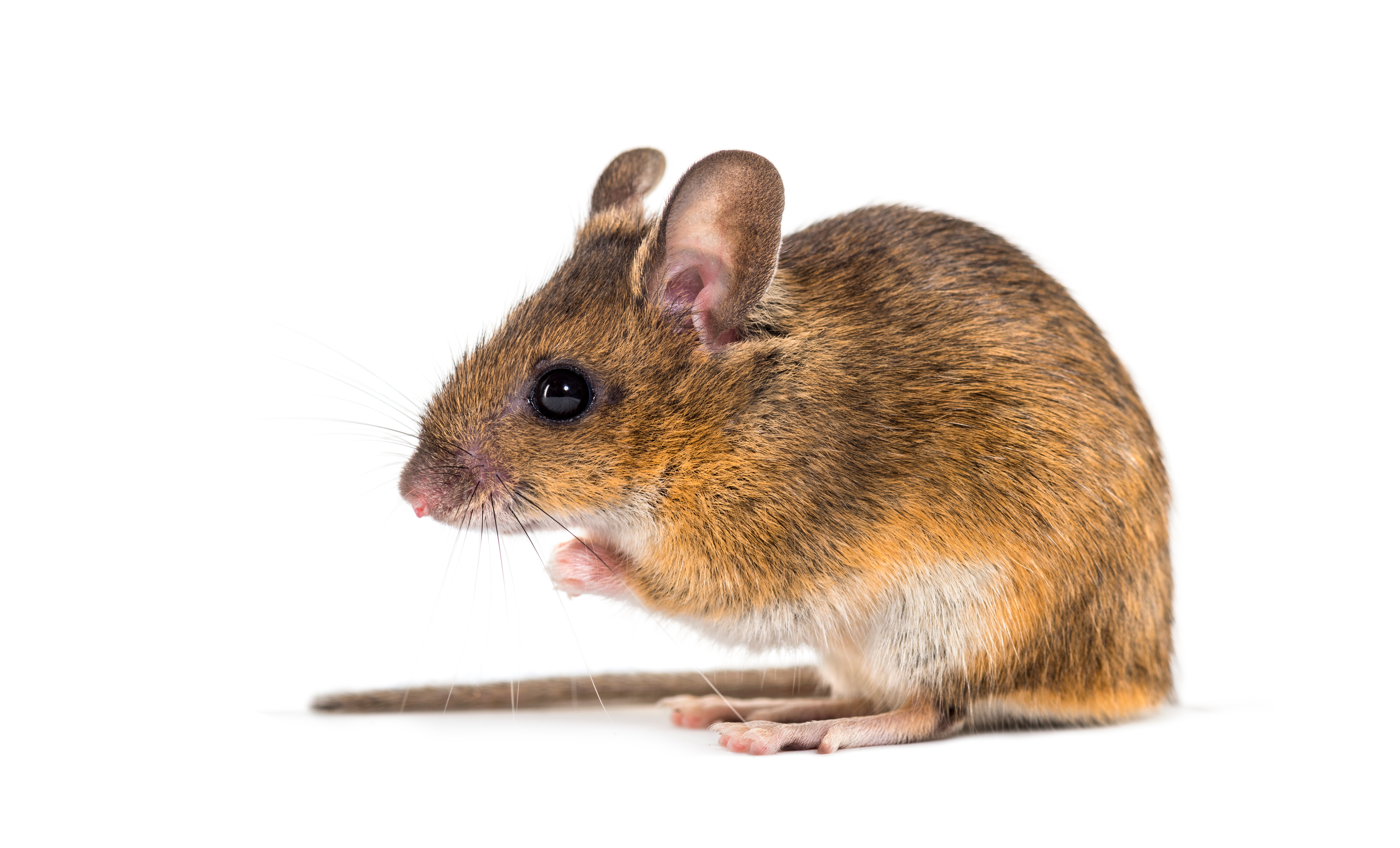 Tips on Keeping Mice Out of Your Home This Fall