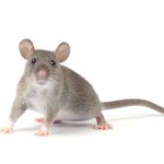 rat and rodent control