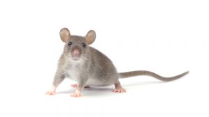 rat and rodent control