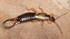 Earwig