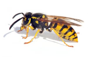 wasp