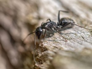 carpenter ants