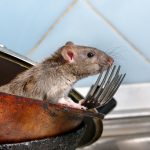 rodent deterrents