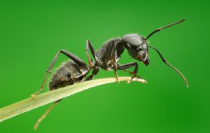 black ants