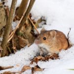common winter pests on the cape