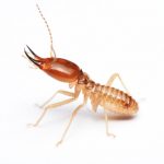 termite