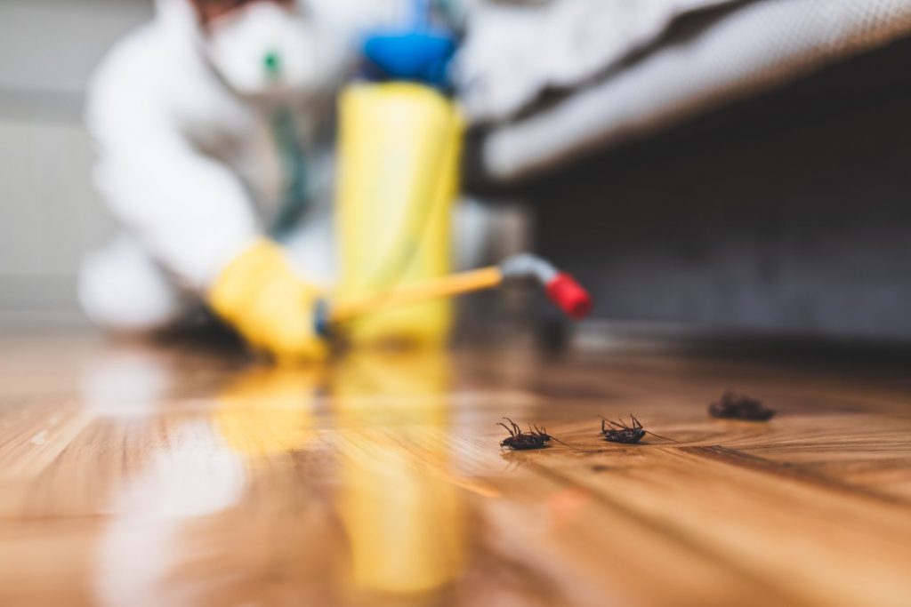 When Should You Call An Exterminator? A&M Pest Control