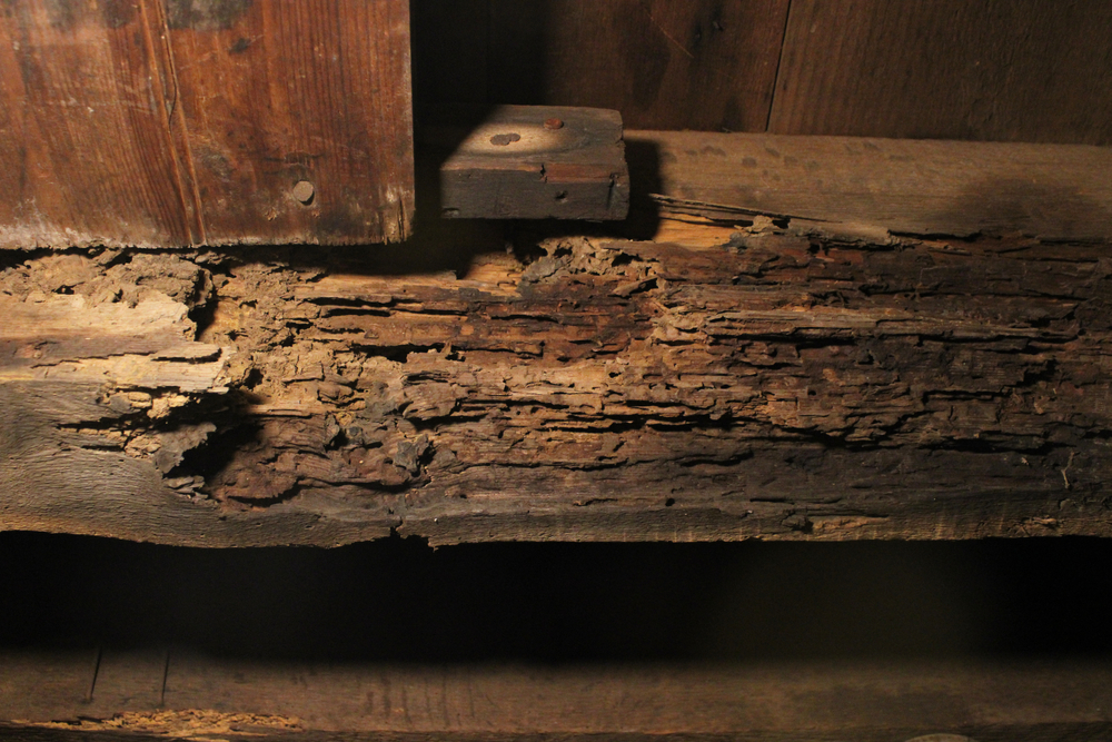 Termite,Damage,On,A,Wooden,Floor,Joist Termite,Damage,On,A,Wooden,Floor,Joist