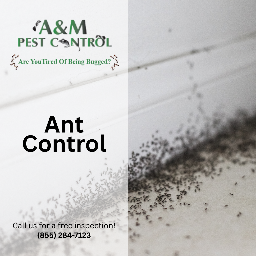 Ants