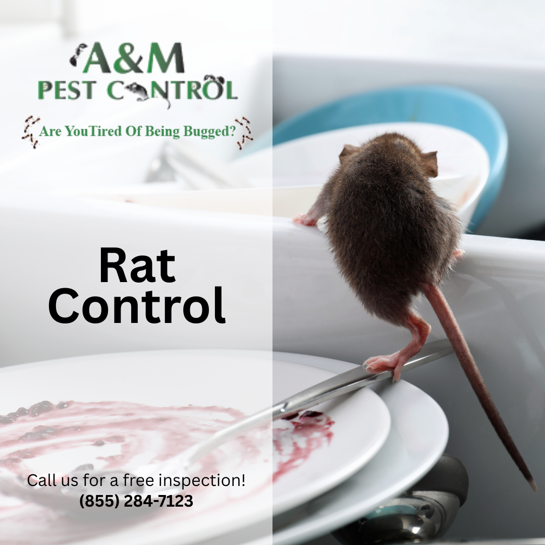 Rats