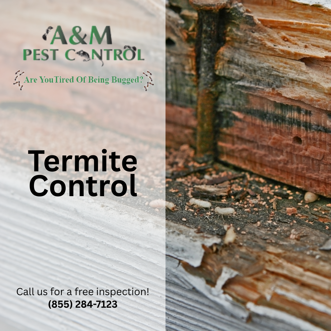 Termite