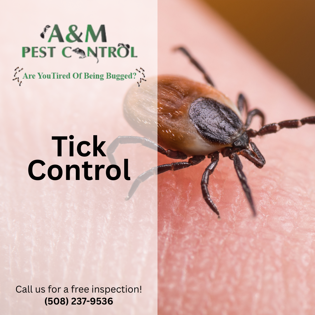 Ticks