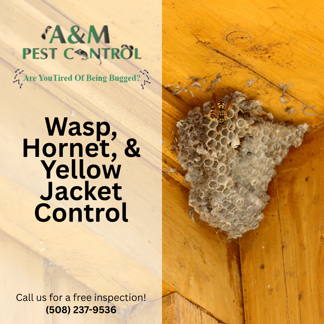 Wasps