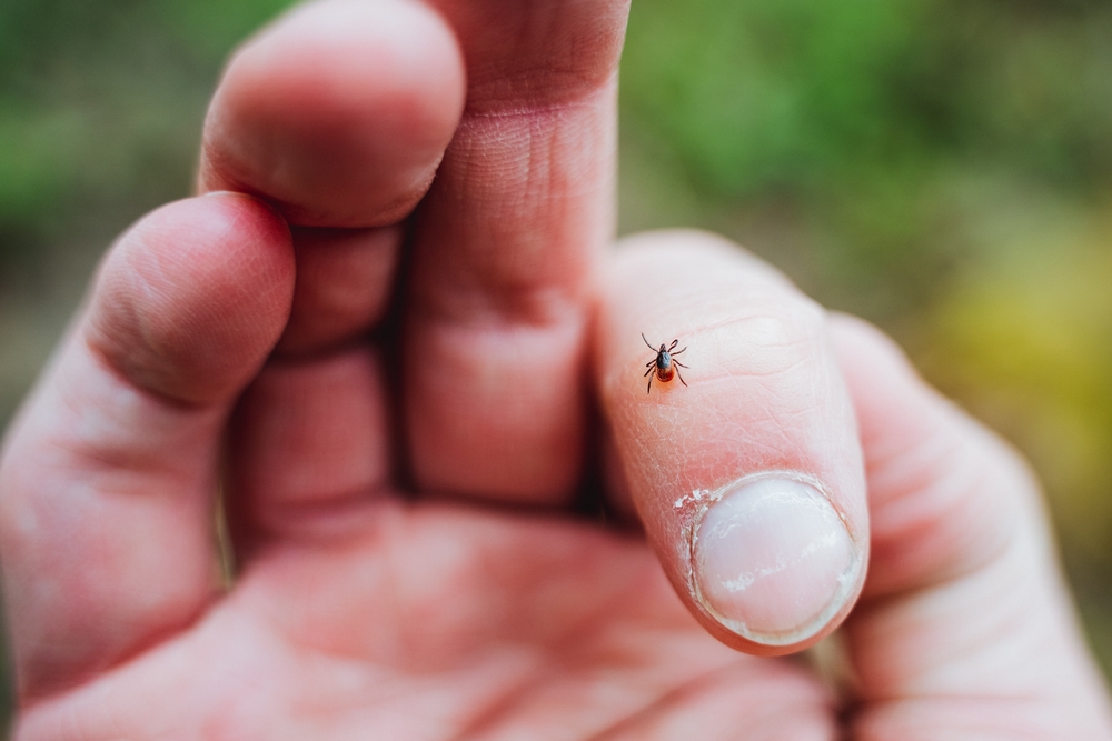 A,Tick,Crawls,On,A,Man's,Finger,,A,Dangerous,Little A,Tick,Crawls,On,A,Man's,Finger,,A,Dangerous,Little